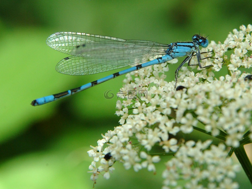 蜻蜓,蓝色,昆虫