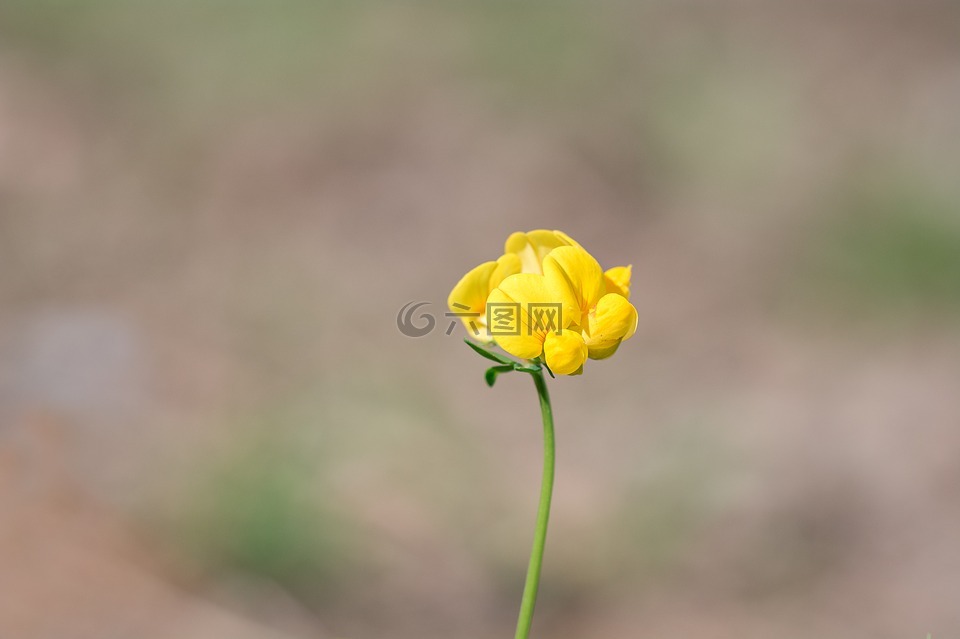 山黧豆 梅多斯,山黧豆草地早熟禾,花