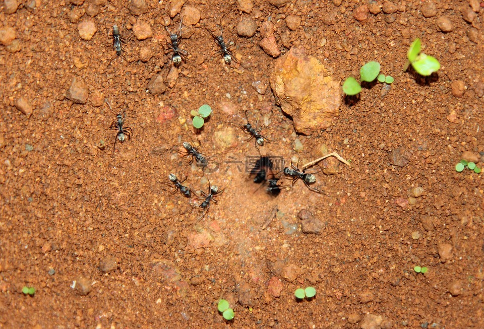黑蚂蚁,蚂蚁,从家里的蚂蚁