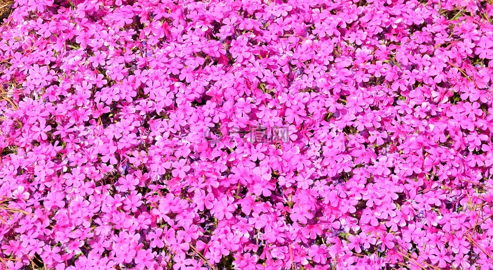 充满活力的粉红色花,鲜花,粉红色