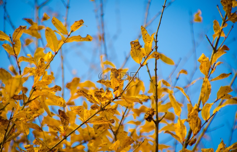 树叶,黄色,蓝天