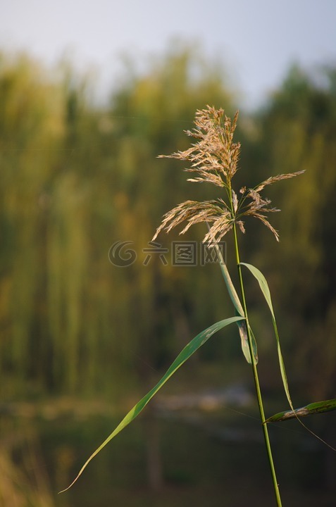 植物,素材,麦穗