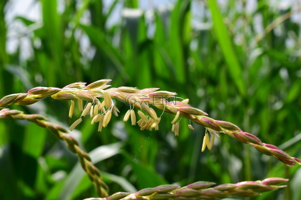 玉米,玉米花,盛开的玉米