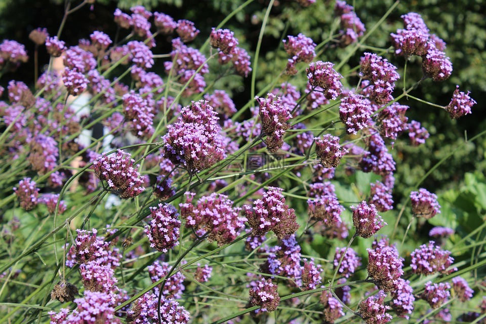马鞭草,花,紫
