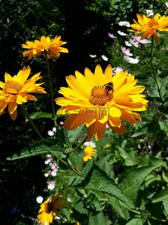 鲜花,蜜蜂,阳光灿烂