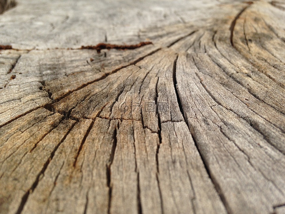 木材,裂缝,树