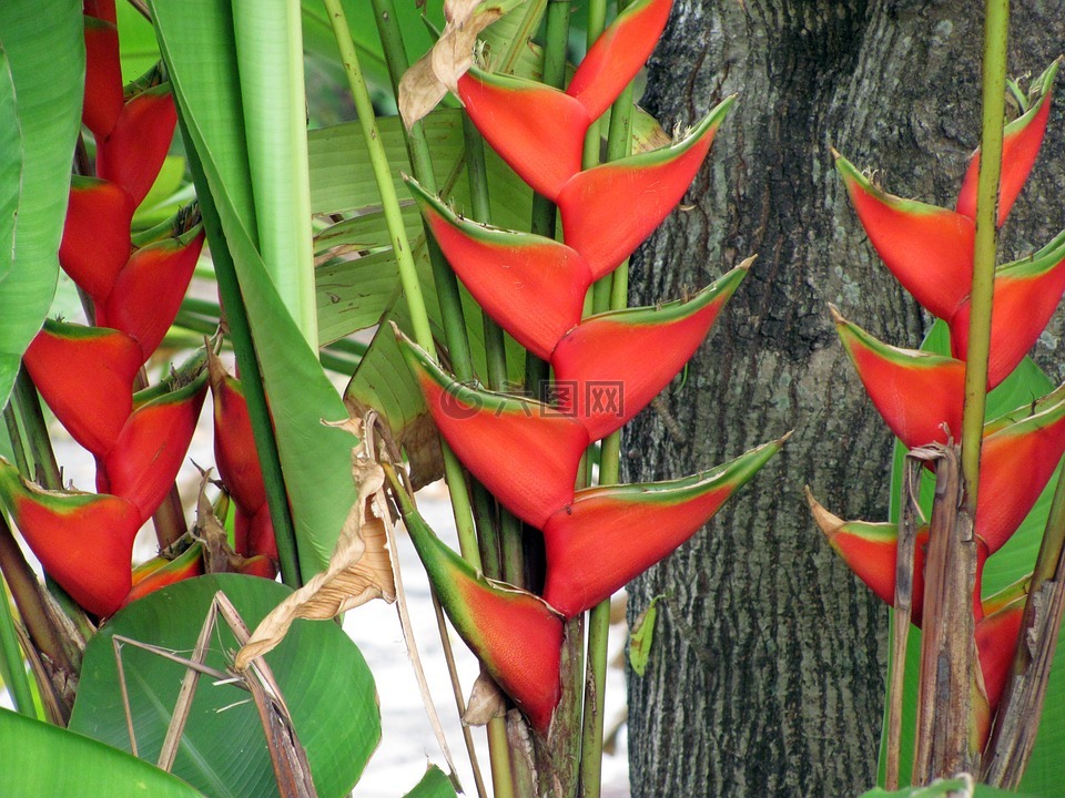 蕉,花卉,性质