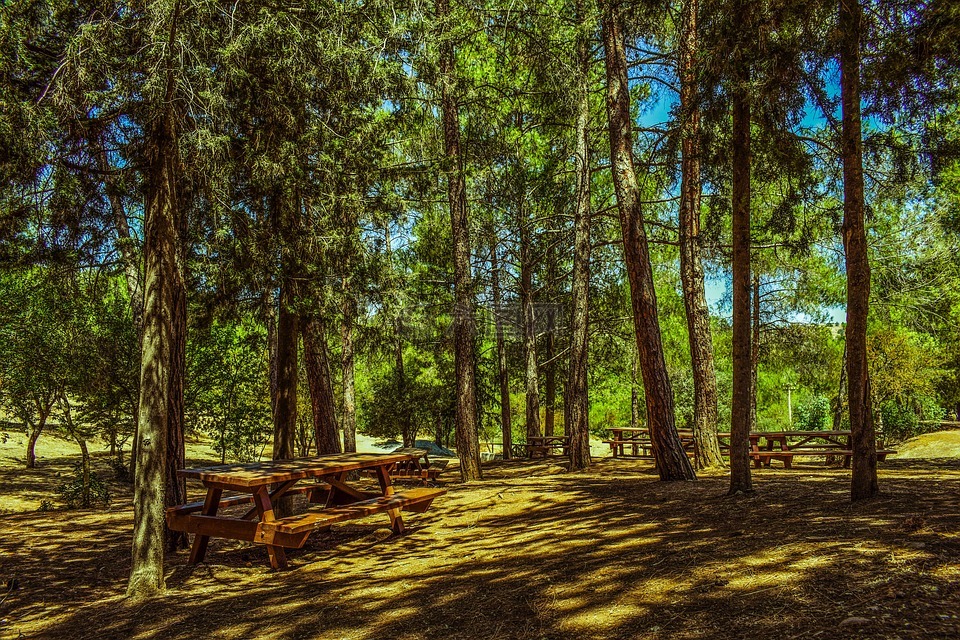 树,森林,野餐现场