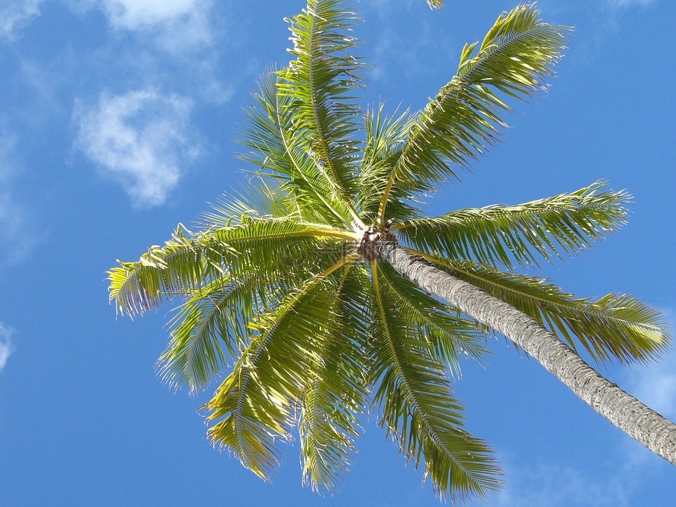 棕榈,夏威夷,海滩