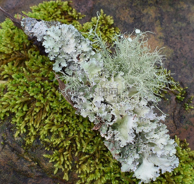 长满了苔藓地衣,扁平,共生