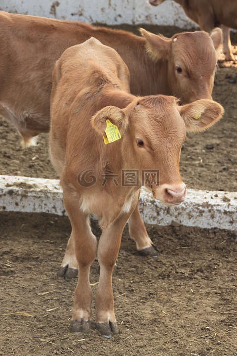 老板，金牛座,农场,小牛肉