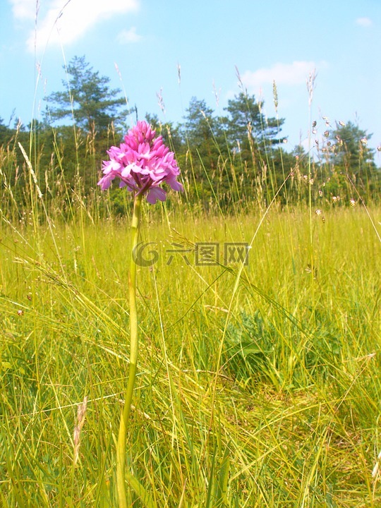 锥体兰花,兰花,耶拿