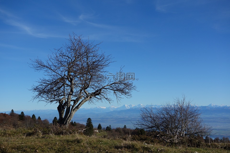 阿尔卑斯山,汝拉州,树