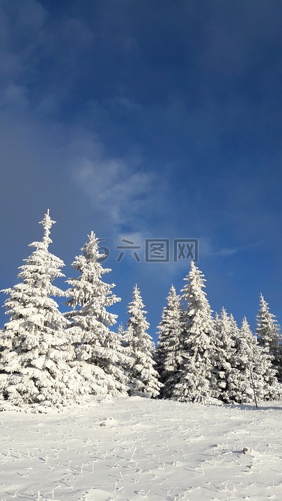 雪树,冬天的乐趣,美丽的