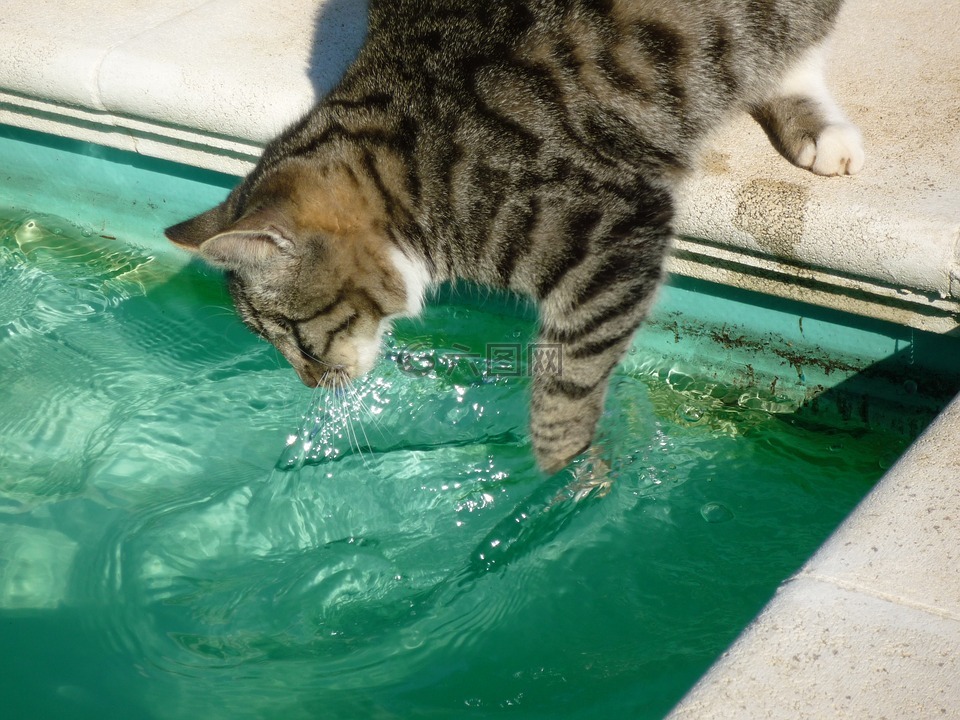 池小猫钓鱼,宠物,猫的