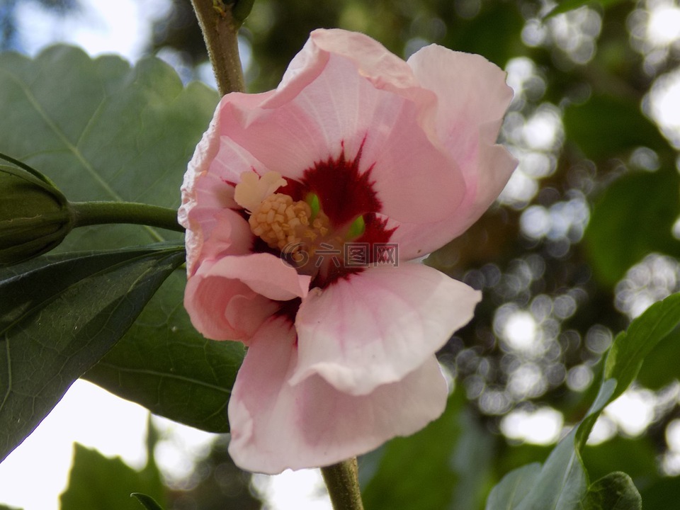 芙蓉,锦葵,粉红色