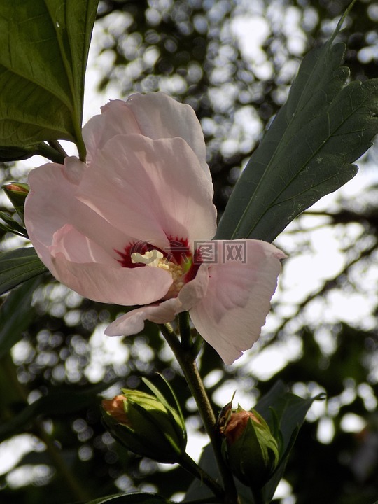 芙蓉,锦葵,粉红色