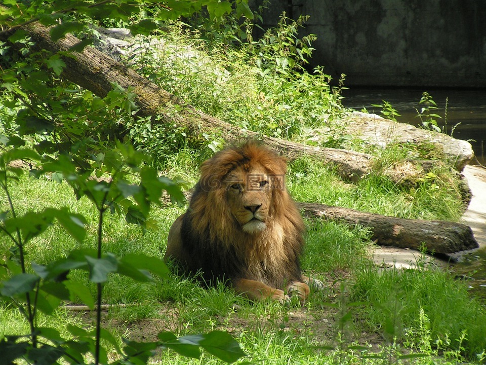 狮子,兽中之王,大猫