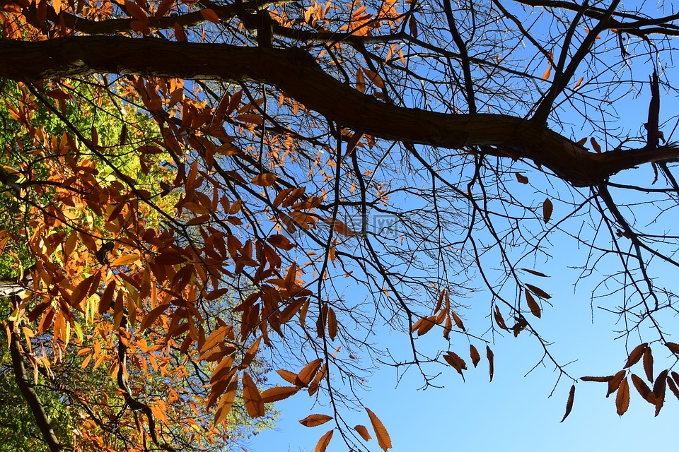 秋,干树枝,干树