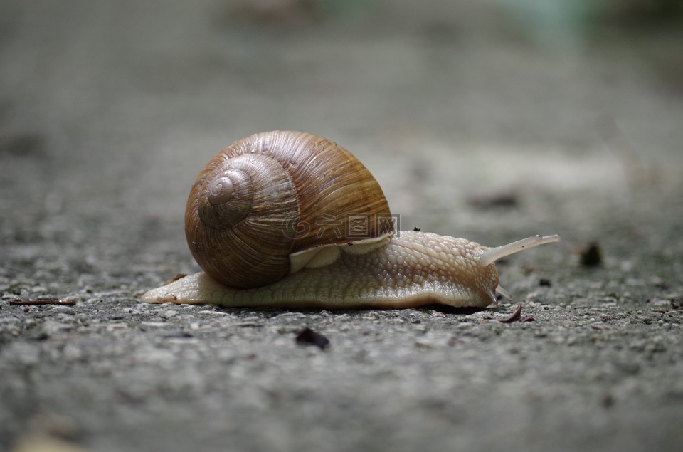 蜗牛,海螺,慢