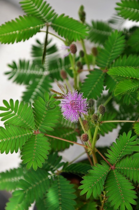 含羞草,花,粉色