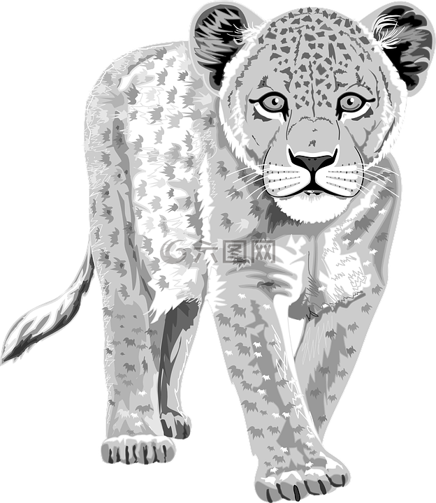 豹 白 动物高清图库素材免费下载 图片编号 六图网