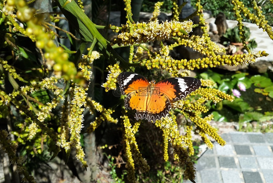 蝴蝶,性质,植物