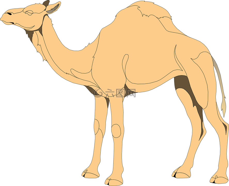 骆驼 驼峰 沙漠高清图库素材免费下载 图片编号 六图网
