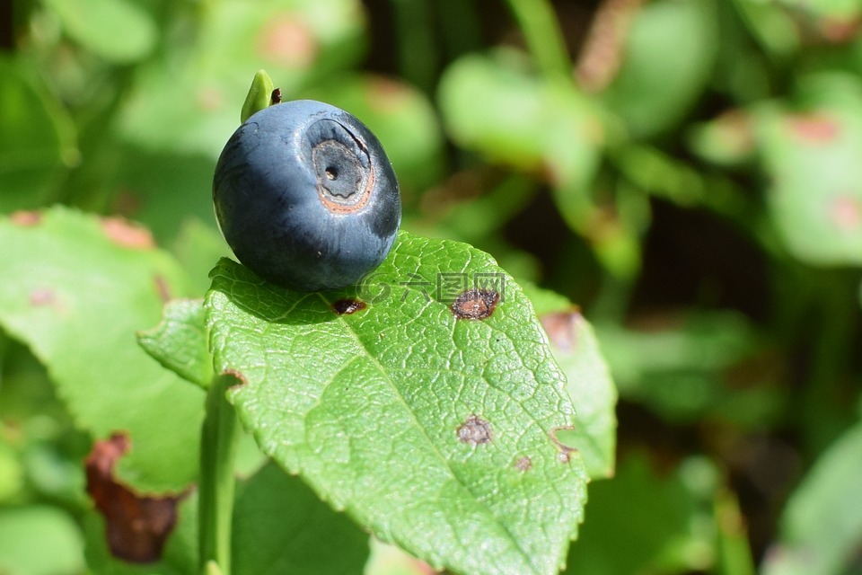 蓝莓,野生浆果,美味
