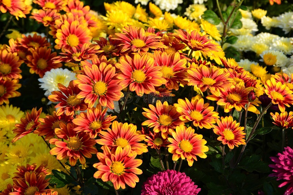 花卉,奇切瓦文动,鲜艳的色彩