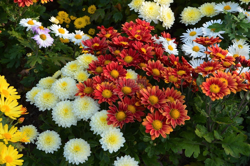 花卉,奇切瓦文动,鲜艳的色彩