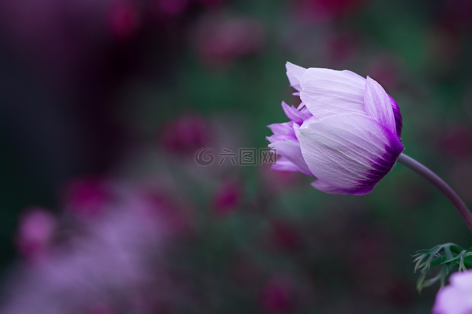 海葵,开花,白紫