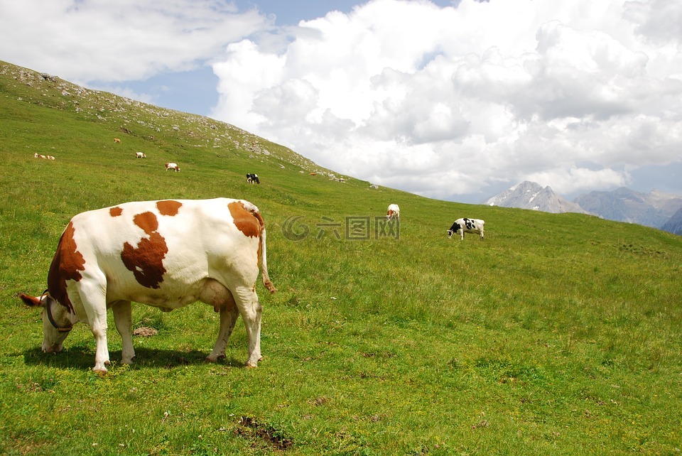 母牛,牧场,山