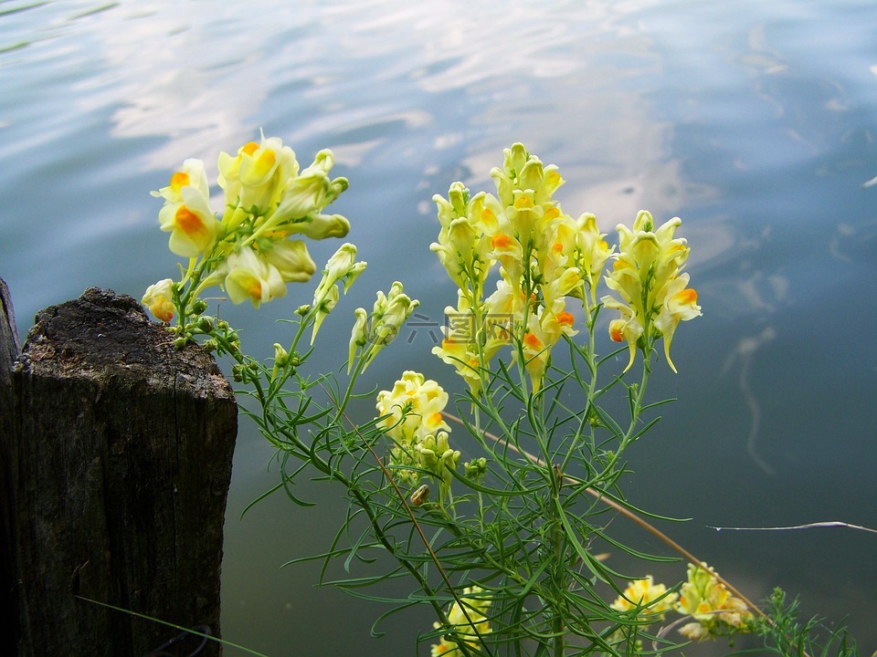 野生金鱼草,黄色,阿格拉植物