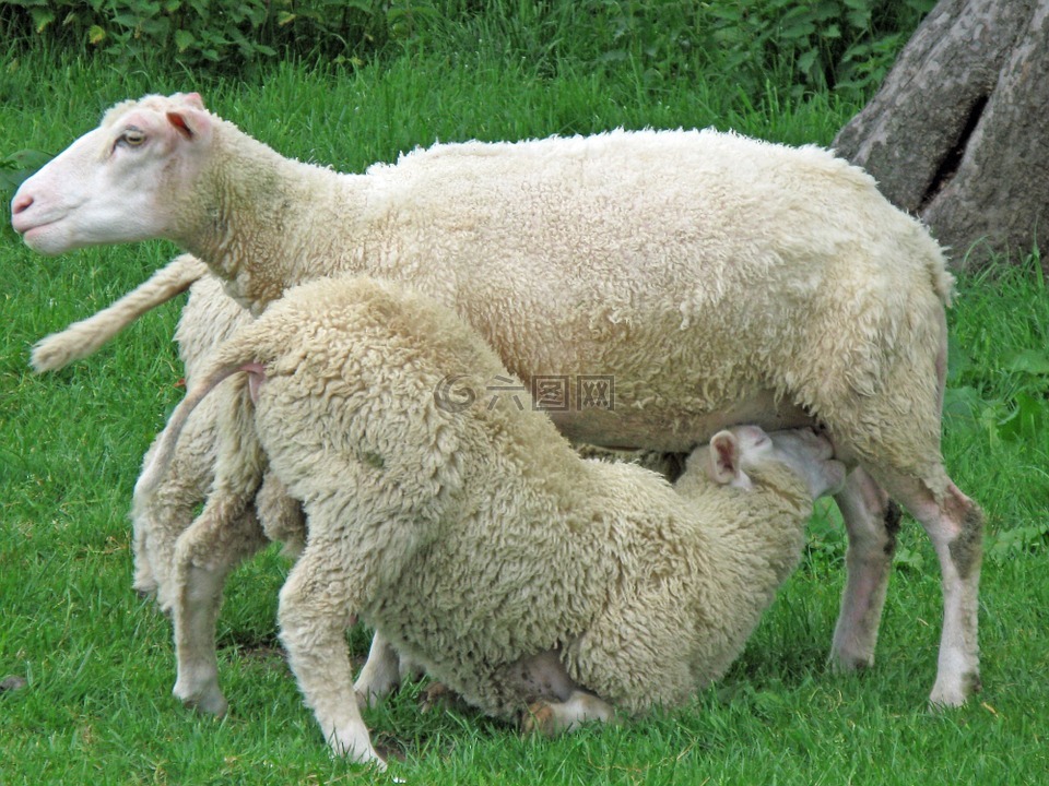 羊,羊群的羊,草地