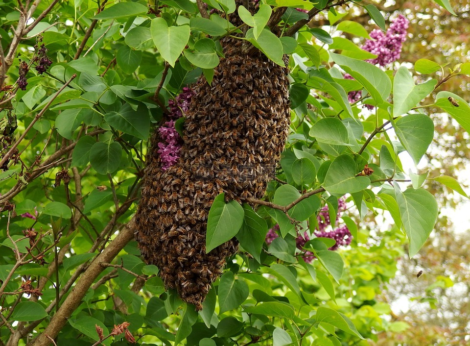 一群,五月,蜜蜂