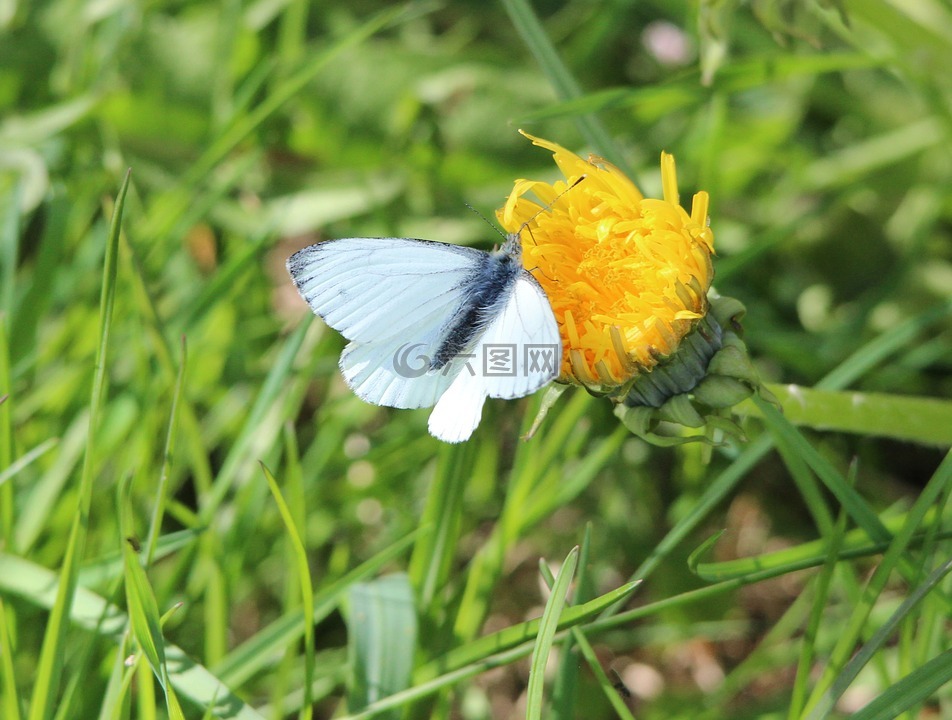 小白菜白蝴蝶,菜青虫,蝴蝶