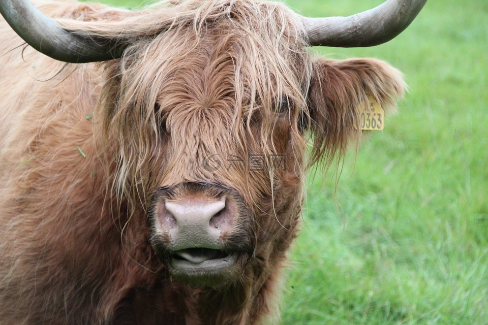 牛肉,苏格兰 hochlandrind,动物