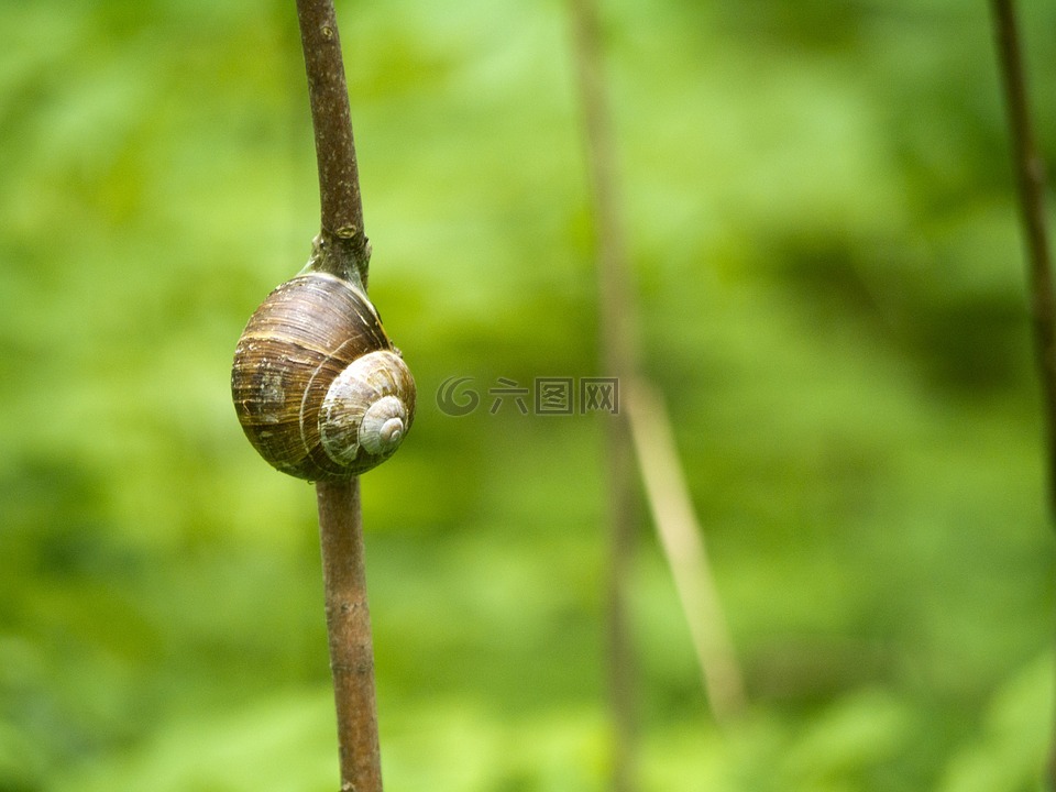 蜗牛,科