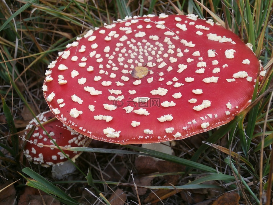 蘑菇,有毒,matryoshka