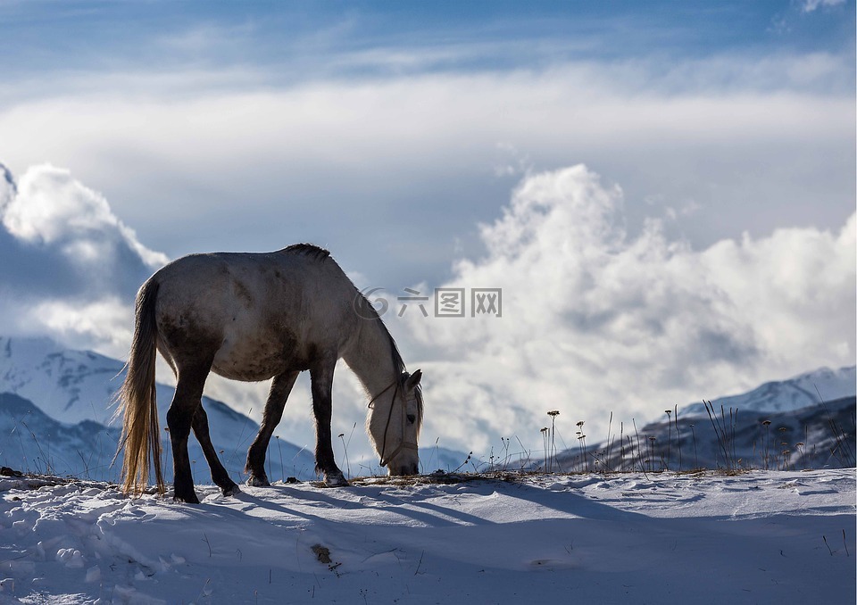 冬季,阿塞拜疆,马