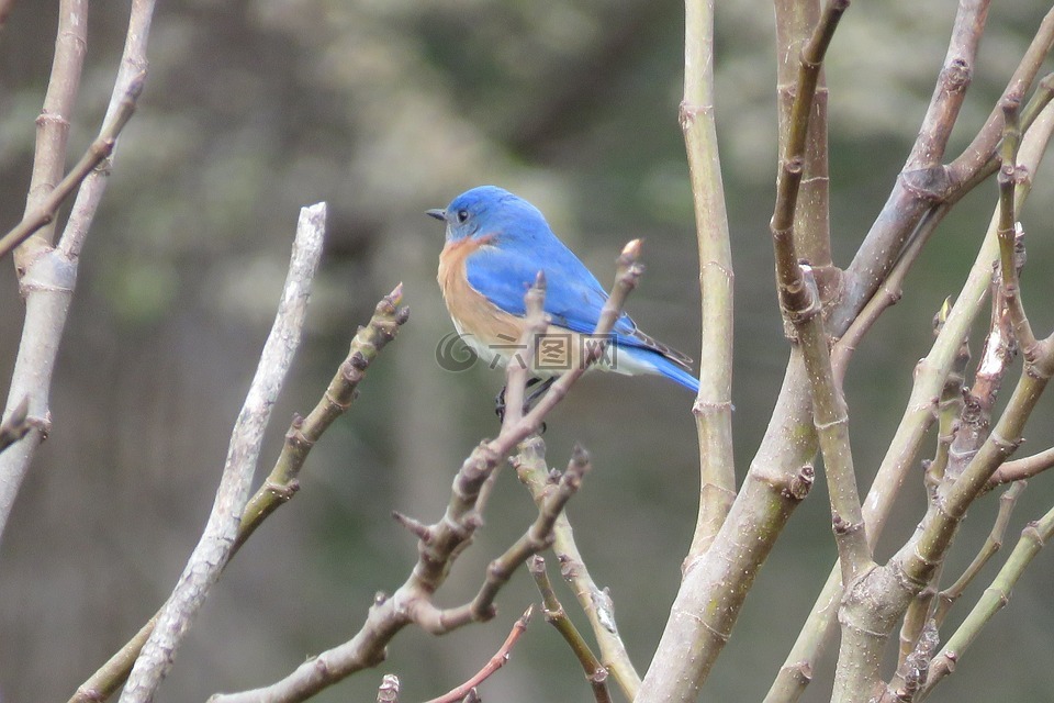 鸟,蓝色,自然