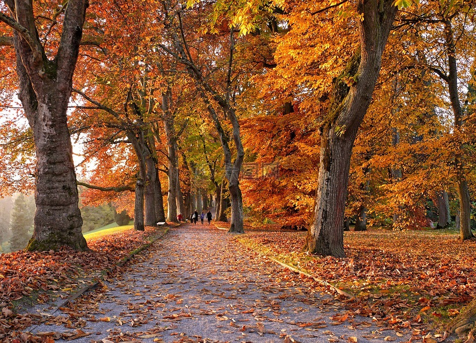 秋季,大道,树木