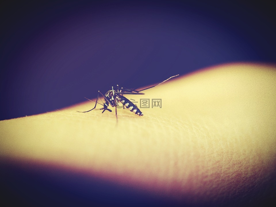 蚊虫,蚊子,疟疾
