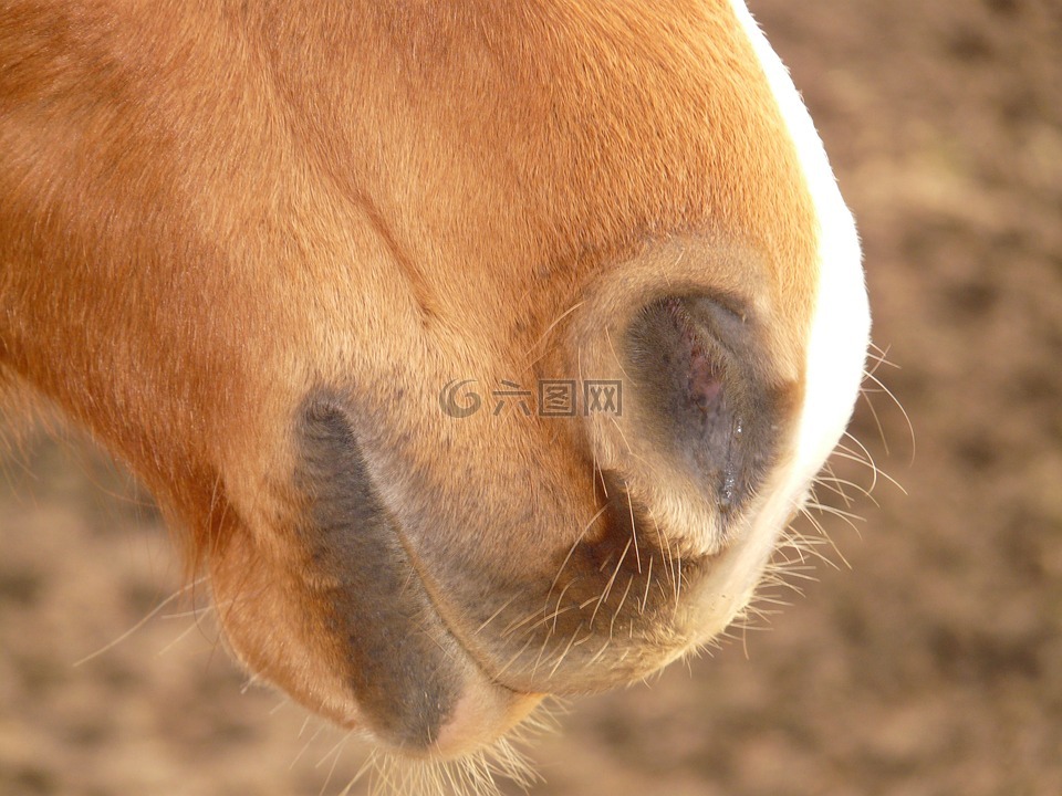 马,鼻孔,鼻开幕