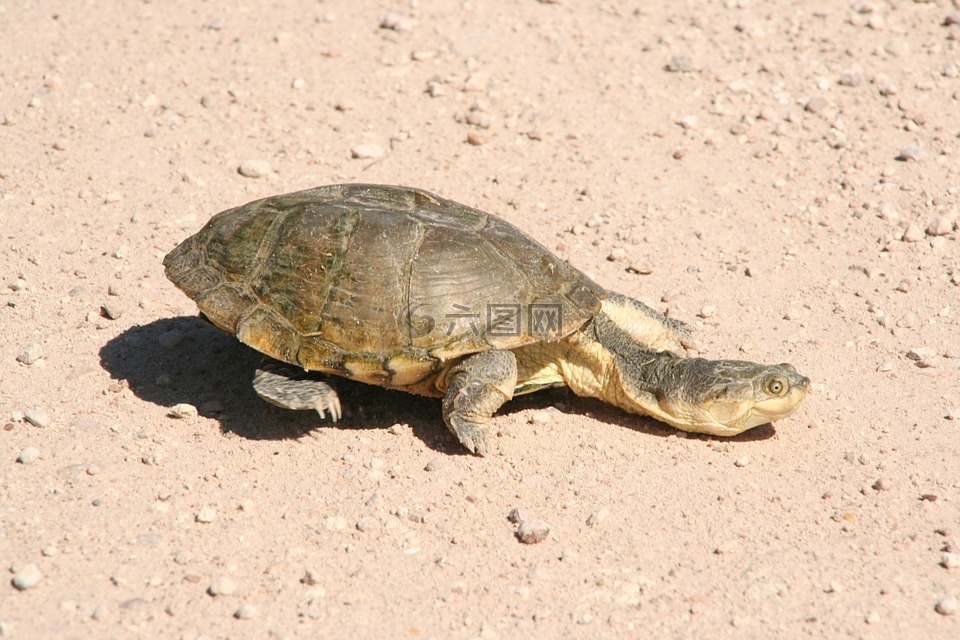 龟,纳米比亚,沙漠