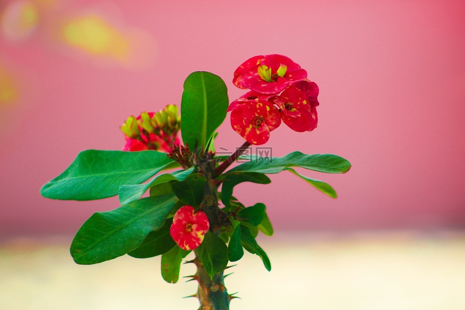 红色的花,绿叶,美丽的花