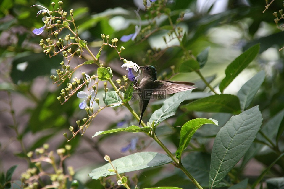 蜂鸟,falle-绿色,瓜德罗普岛