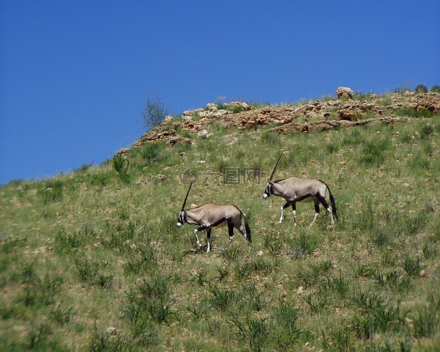 羚羊羚羊,非洲,野生