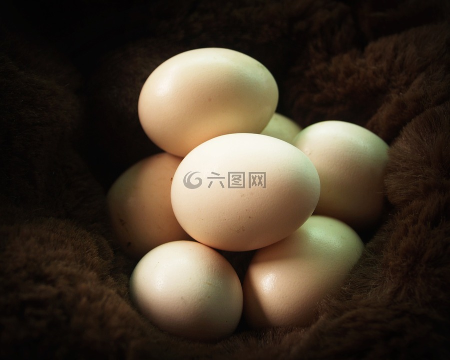 鸡蛋,新鲜,胆固醇